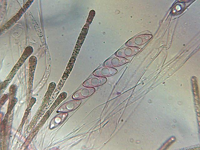 Discina gigas